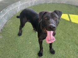 Shelter Stray Male Dog last seen , 14409 Vanowen St, Van Nuys, CA 91405, USA