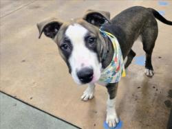 Shelter Stray Male Dog last seen , 14409 Vanowen St, Van Nuys, CA 91405, USA