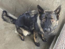 Shelter Stray Female Dog last seen , 14409 Vanowen St, Van Nuys, CA 91405, USA