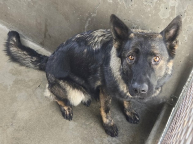 Shelter Stray Female Dog last seen , 14409 Vanowen St, Van Nuys, CA 91405, USA