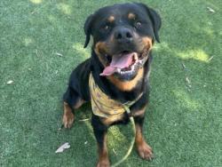 Shelter Stray Male Dog last seen , 14409 Vanowen St, Van Nuys, CA 91405, USA