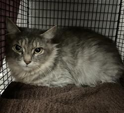 Shelter Stray Female Cat last seen , 14409 Vanowen St, Van Nuys, CA 91405, USA