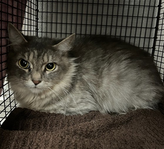Shelter Stray Female Cat last seen , 14409 Vanowen St, Van Nuys, CA 91405, USA