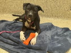 Shelter Stray Male Dog last seen , 3201 Lacy St, Los Angeles, CA 90031, USA