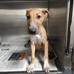 Shelter Stray Male Dog last seen , 3201 Lacy St, Los Angeles, CA 90031, USA