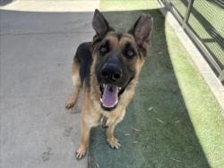 Shelter Stray Male Dog last seen , 1850 W 60th St, Los Angeles, CA 90047, USA