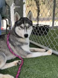 Shelter Stray Male Dog last seen , 1850 W 60th St, Los Angeles, CA 90047, USA