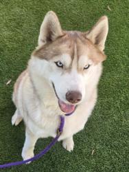 Shelter Stray Male Dog last seen , 1850 W 60th St, Los Angeles, CA 90047, USA