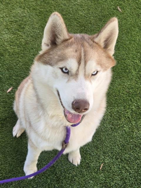 Shelter Stray Male Dog last seen , 1850 W 60th St, Los Angeles, CA 90047, USA