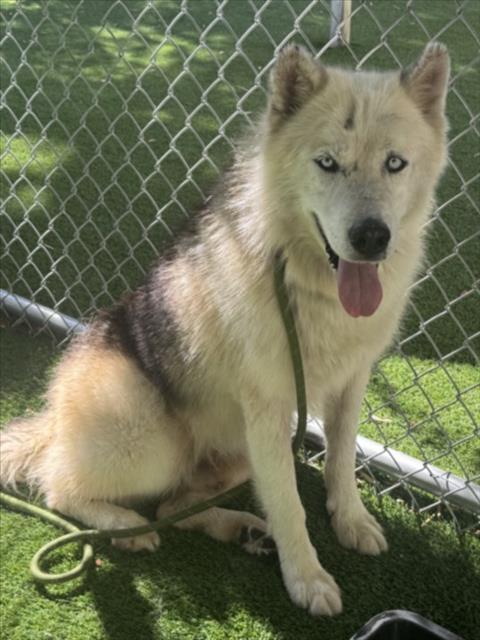 Shelter Stray Male Dog last seen , 1850 W 60th St, Los Angeles, CA 90047, USA