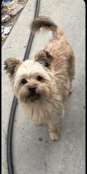 Lost Male Dog last seen Strickland Ave, Lake Elsinore, CA 92530