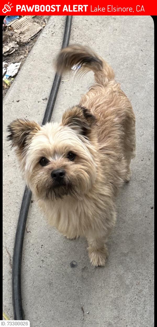 Lost Male Dog last seen Strickland Ave, Lake Elsinore, CA 92530