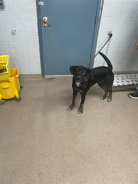 Shelter Stray Female Dog last seen N.POST, 1601 Airport Rd, Shelby, NC 28150, USA