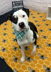 Shelter Stray Male Dog last seen Near BLOCK COLLINGHAM DR, DETROIT MI 48205, 7401 Chrysler Dr, Detroit, MI 48211, USA
