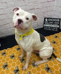 Shelter Stray Male Dog last seen Near BLOCK SAINT AUBIN ST, DETROIT MI 48207, 7401 Chrysler Dr, Detroit, MI 48211, USA