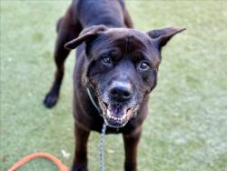 Shelter Stray Male Dog last seen , 11361 W Pico Blvd, Los Angeles, CA 90064, USA
