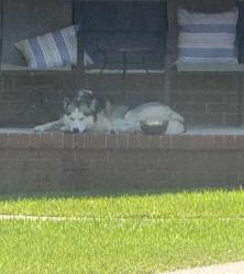 Found/Stray Unknown Dog last seen Corner of Woodsey Way and Misty Lane, Columbus, GA 31909