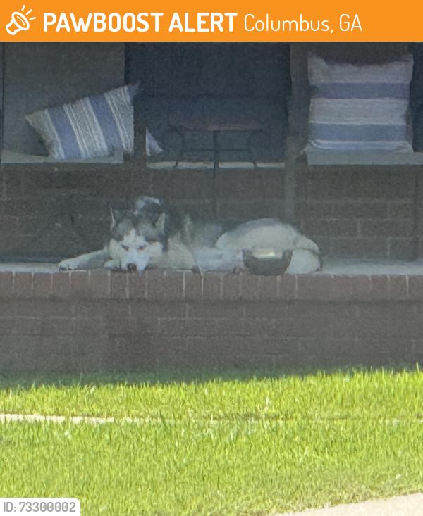 Found/Stray Unknown Dog last seen Corner of Woodsey Way and Misty Lane, Columbus, GA 31909