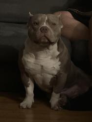 Reunited Male Dog last seen NC 27, Mire Branch, Ponderosa, Cameron, NC 28326