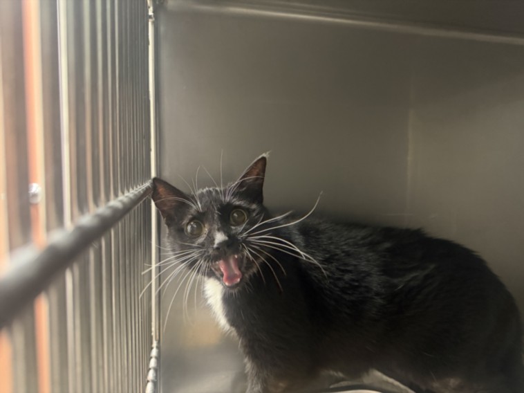 Shelter Stray Female Cat last seen , West Valley Animal Shelter, 20655 Plummer St, Chatsworth, CA 91311, USA