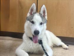 Shelter Stray Male Dog last seen , 957 N Gaffey St, San Pedro, CA 90731, USA