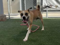 Shelter Stray Male Dog last seen , 957 N Gaffey St, San Pedro, CA 90731, USA