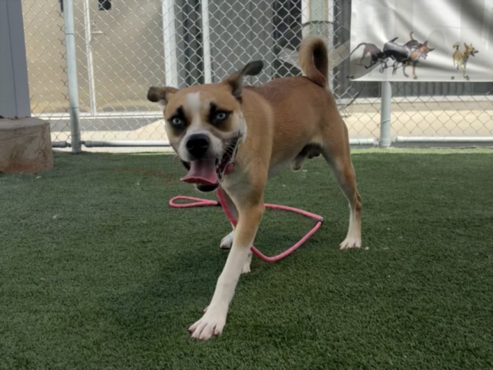 Shelter Stray Male Dog last seen , 957 N Gaffey St, San Pedro, CA 90731, USA