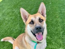 Shelter Stray Male Dog last seen , 957 N Gaffey St, San Pedro, CA 90731, USA