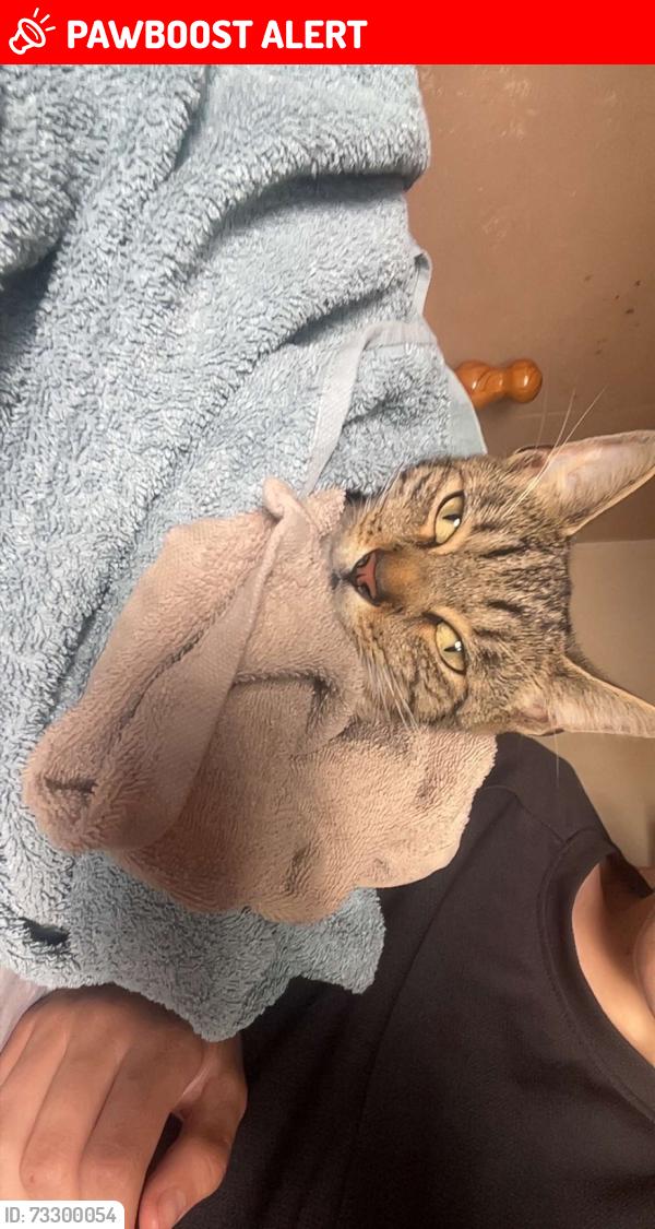 Lost Female Cat last seen Brereton Rugeley, Staffordshire, England WS15 1BT