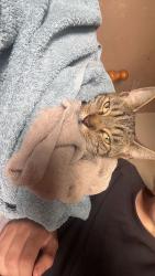 Lost Female Cat last seen Brereton Rugeley, Staffordshire, England WS15 1BT
