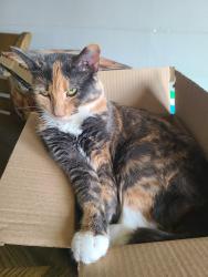 Lost Female Cat last seen Galloway road, Galloway, OH 43119