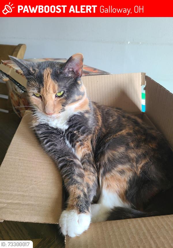 Lost Female Cat last seen Galloway road, Galloway, OH 43119