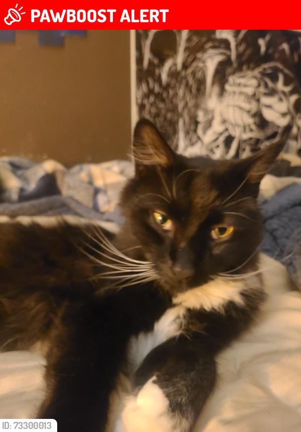 Lost Unknown Cat last seen N. Carefree Cir and Peterson Rd., Colorado Springs, CO 80922