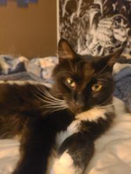 Lost Unknown Cat last seen N. Carefree Cir and Peterson Rd., Colorado Springs, CO 80922