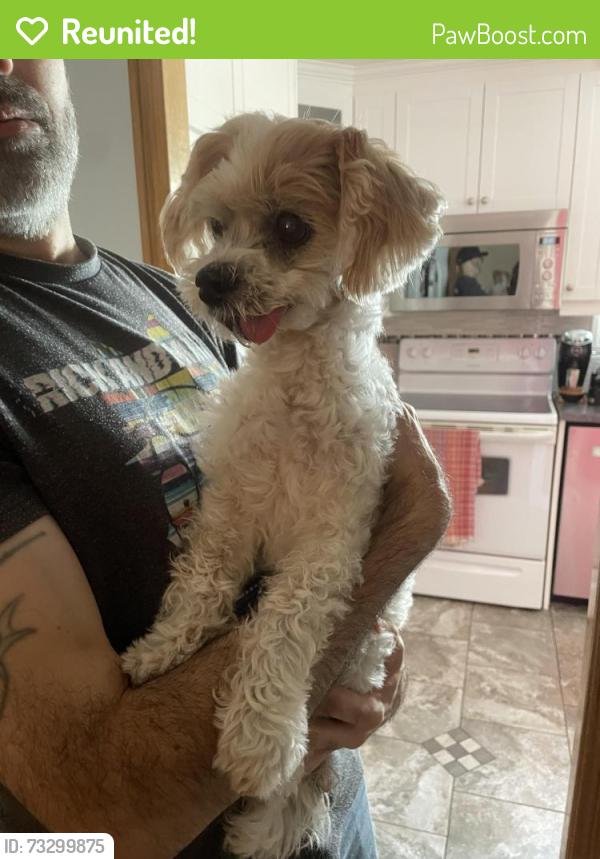 Reunited Male Dog last seen Cadillac/Ontario, Montréal, QC H1N 2T6