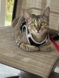Lost Female Cat last seen Stadler St & Dugan Ave by Jackson Park, La Mesa, CA 91942