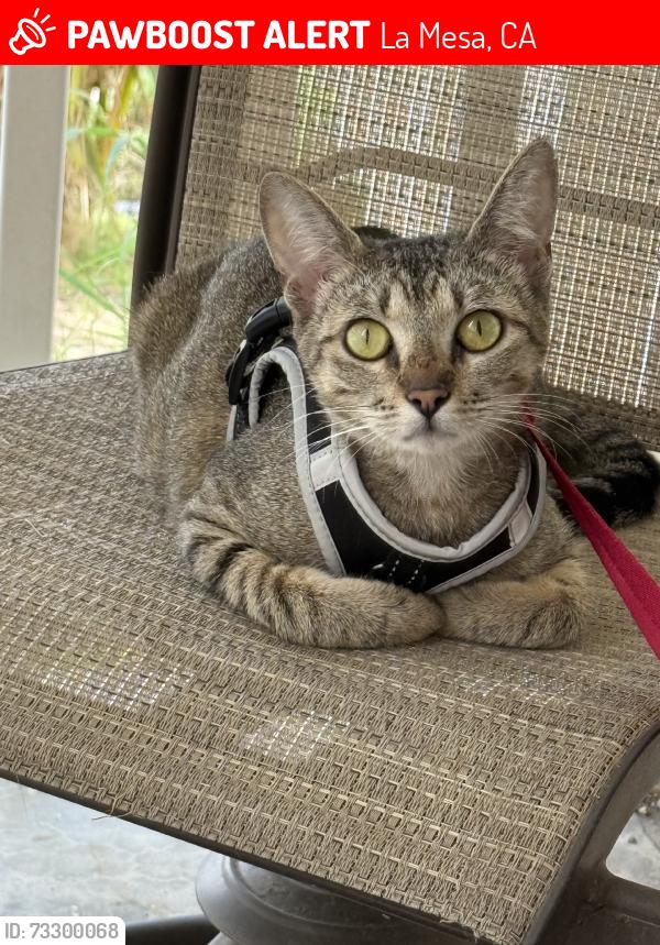 Lost Female Cat last seen Stadler St & Dugan Ave by Jackson Park, La Mesa, CA 91942