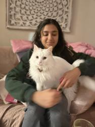 Reunited Male Cat last seen E Lombard and Chapel, Baltimore, MD 21231
