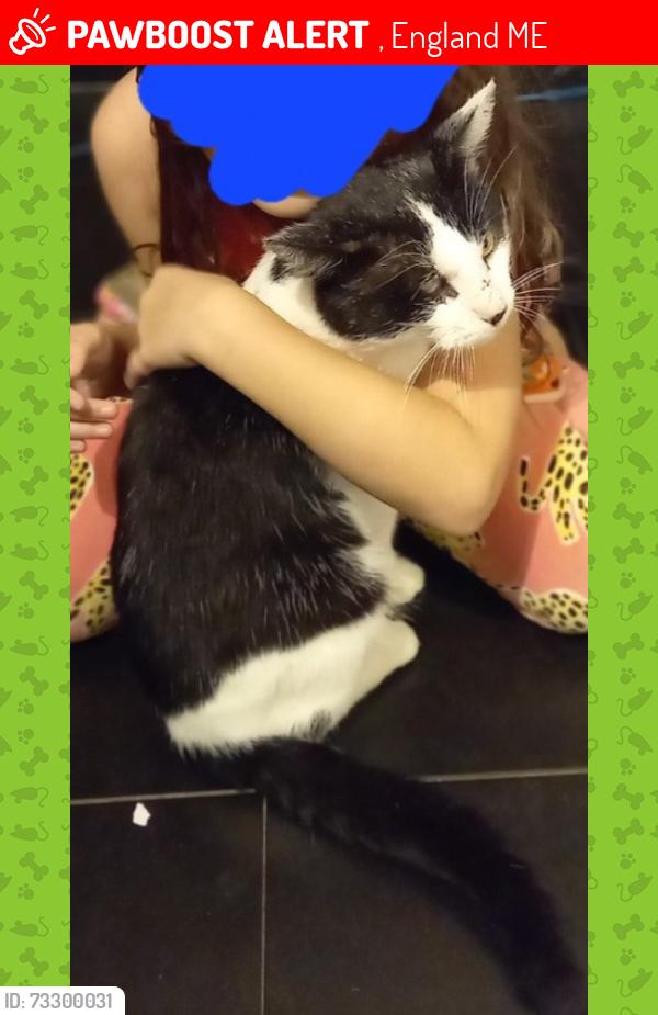 Lost Male Cat last seen Seymour Road/Thorold Road, , England ME5
