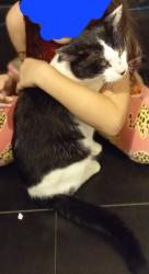 Lost Male Cat last seen Seymour Road/Thorold Road, , England ME5