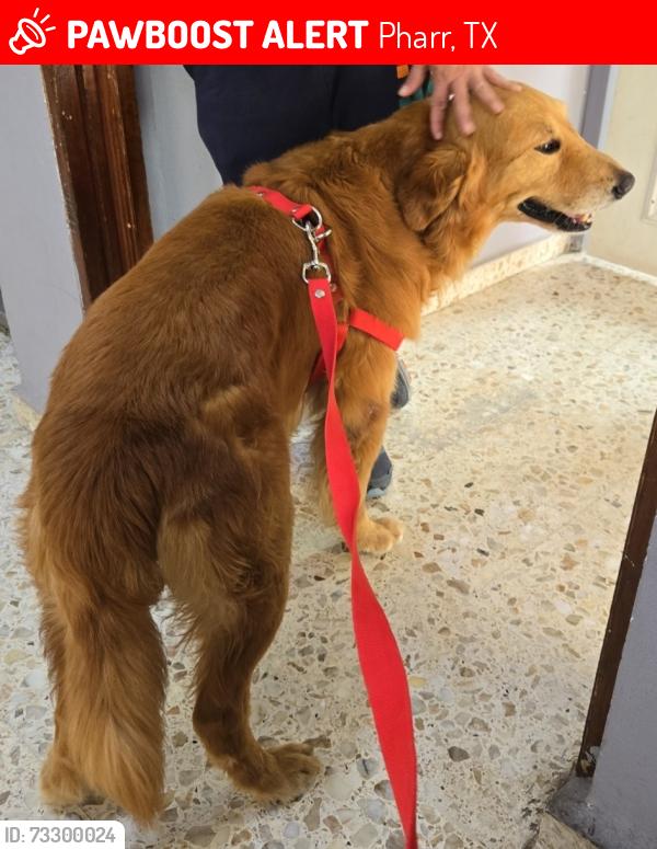 Lost Male Dog last seen Owassa Rd, Pharr, TX 78577