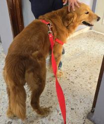 Lost Male Dog last seen Owassa Rd, Pharr, TX 78577