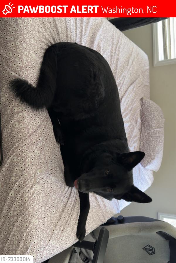 Lost Male Dog last seen State Park Drive, Washington, NC 27889