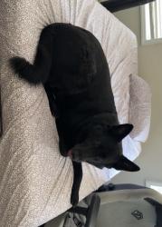 Lost Male Dog last seen State Park Drive, Washington, NC 27889