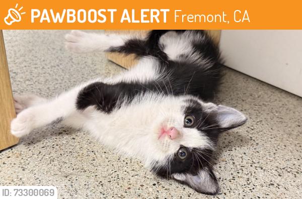 Found/Stray Unknown Cat last seen Bayshore Expressway, Fremont, CA 94555
