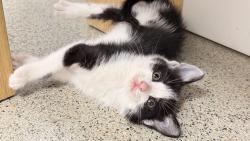 Found/Stray Unknown Cat last seen Bayshore Expressway, Fremont, CA 94555