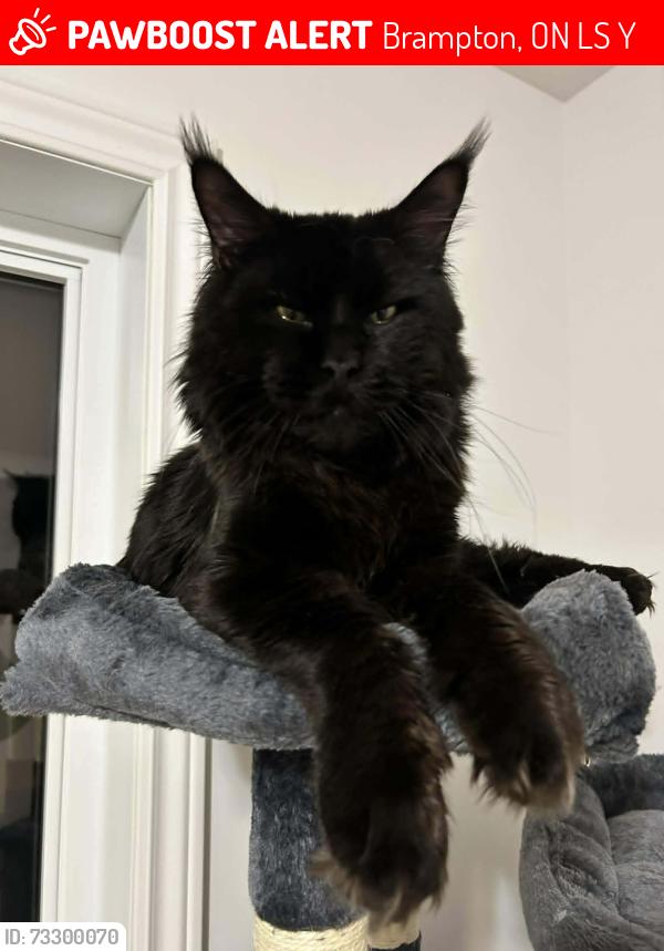 Lost Male Cat last seen Near Hayden Court Brampton Ontario, Brampton, ON L6S 1Y3