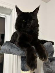 Lost Male Cat last seen Near Hayden Court Brampton Ontario, Brampton, ON L6S 1Y3