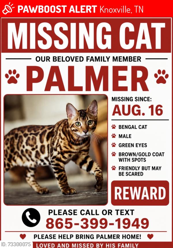 Lost Female Cat last seen Westland drive and South Gallaher, Knoxville, TN 37923