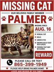 Lost Female Cat last seen Westland drive and South Gallaher, Knoxville, TN 37923